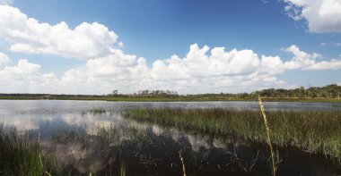 Kuzey Florida bataklıklar görünümünü