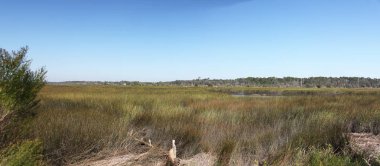 Kuzey Florida bataklıklar görünümünü