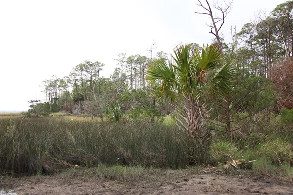 Pohled Bažin Severní Florida — Stock fotografie