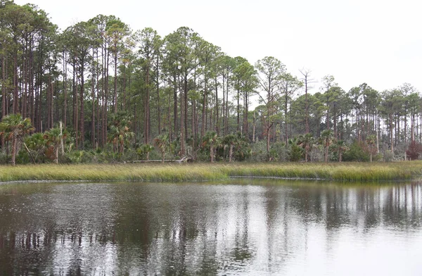 Vista Delle Paludi Del Nord Della Florida — Foto Stock