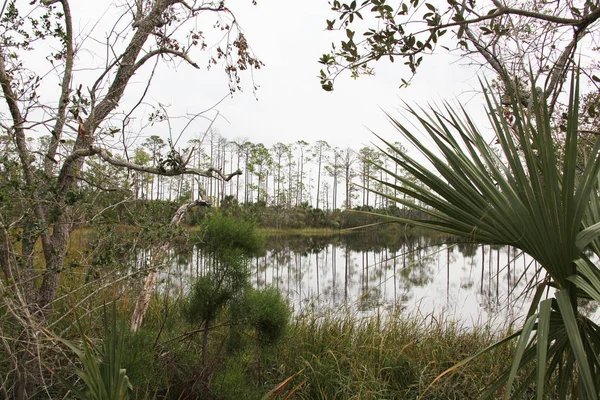 佛罗里达州北部的沼泽的看法 — 图库照片