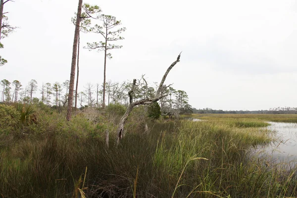 Pohled Bažin Severní Florida — Stock fotografie