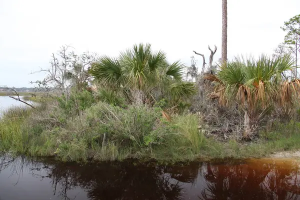 Вид Болота Северной Флориды — стоковое фото