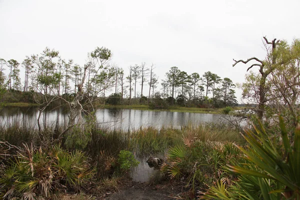 Вид Болота Северной Флориды — стоковое фото