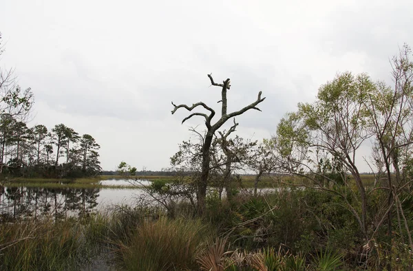 Kilátás Mocsarak Észak Florida — Stock Fotó