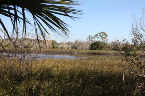 北フロリダの沼地のビュー — ストック写真
