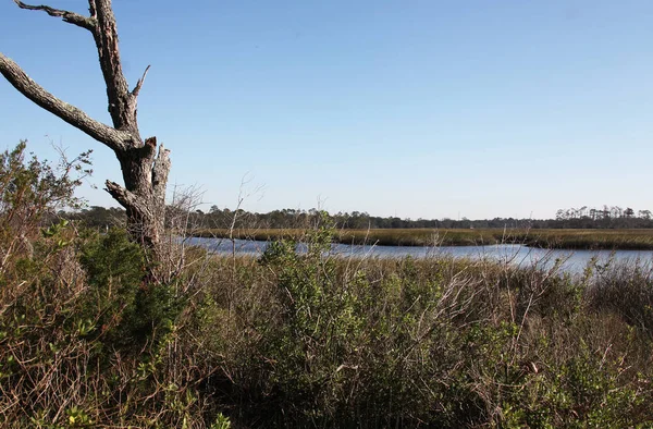 Vista Delle Paludi Del Nord Della Florida — Foto Stock