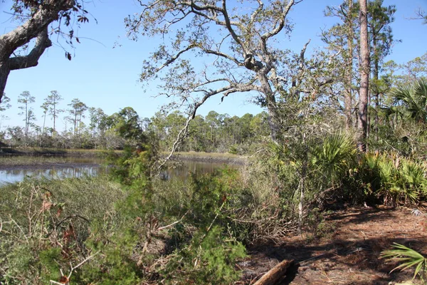 Blick Auf Die Sümpfe Von North Florida — Stockfoto