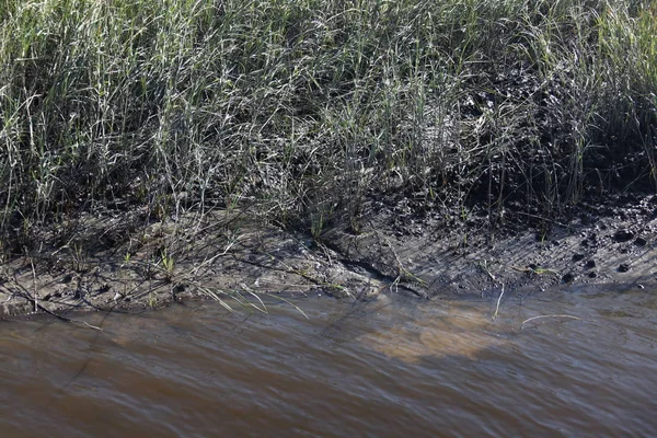 Kuzey Florida bataklıklar görünümünü