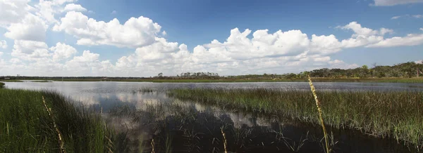 Vista Dos Pântanos Norte Flórida — Fotografia de Stock