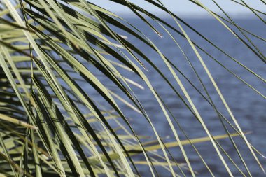 Florida St. Johns Nehri