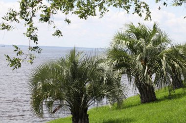 St. Johns river in Florida clipart