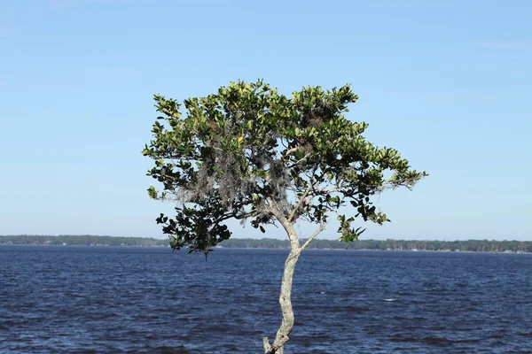 Rzece Świętego Jana Florydzie — Zdjęcie stockowe