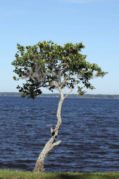 Джонс Річки Святого Флориді — стокове фото