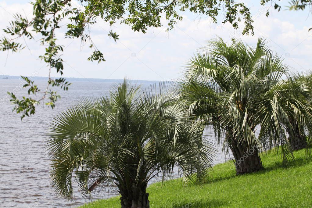 St. Johns river in Florida