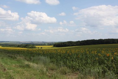 huzurlu Ukraynalı kırlarda güzel görünümü 