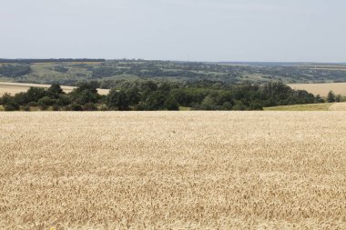 huzurlu Ukraynalı kırlarda güzel görünümü 
