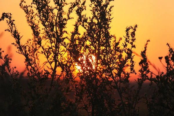 Red Clouds Evening Glow — Stock Photo, Image