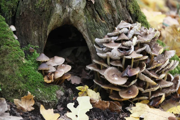 Champignon Dans Une Forêt — Photo