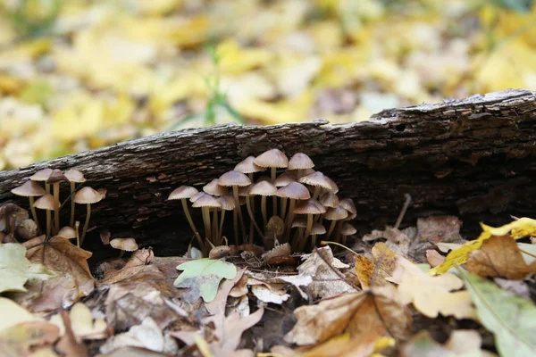 Champignon Dans Une Forêt — Photo