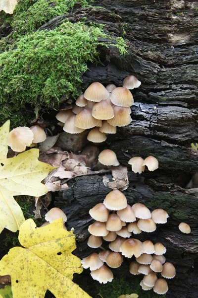 Champignon Dans Une Forêt — Photo