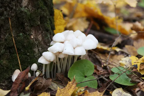 Champignon Dans Une Forêt — Photo