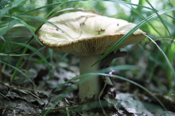 Champignon Dans Une Forêt — Photo