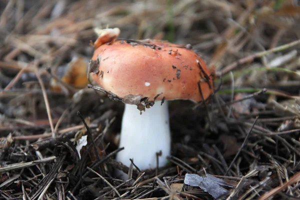 Champiñones Bosque — Foto de Stock