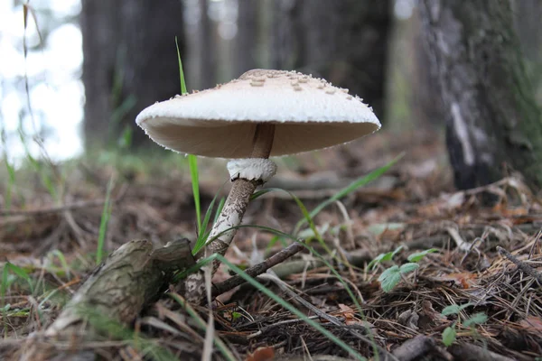 Champiñones Bosque — Foto de Stock