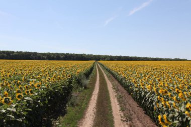 dirt road in a countryside