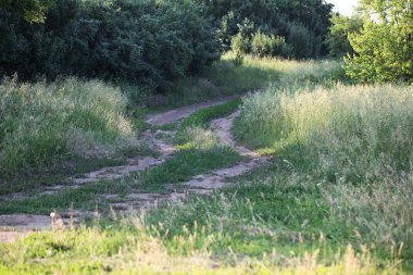 dirt road in a countryside