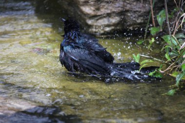 siyah grackle tekne kuyruklu bir su birikintisi içinde banyo