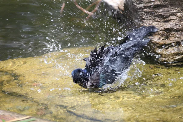 Båt Tailed Svart Grackle Bad Damm — Stockfoto