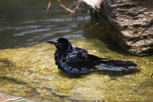 Βάρκα Tailed Μαύρο Grackle Κολύμβηση Μια Λίμνη — Φωτογραφία Αρχείου