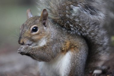 gri sincap yiyecek arayan