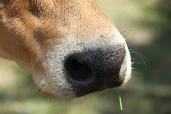 Mucca Pascolo — Foto Stock