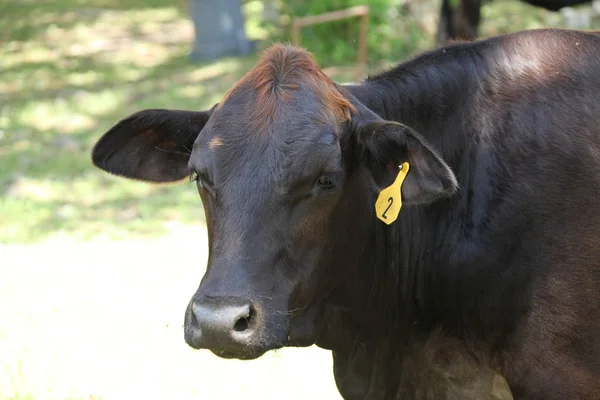 Vache Sur Pâturage — Photo