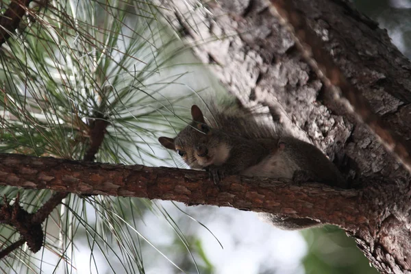 Gray Squirrel Looking Food — Stock Photo, Image