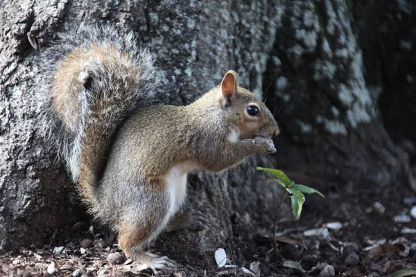 Gray Squirrel Looking Food — Stock Photo, Image