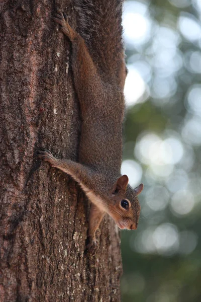 Gray Squirrel Looking Food — Stock Photo, Image