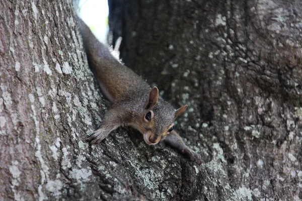 Gray Squirrel Looking Food — Stock Photo, Image