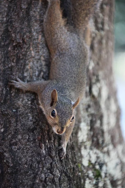 Gray Squirrel Looking Food — Stock Photo, Image