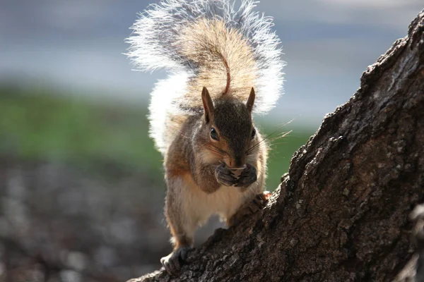 Gray Squirrel Looking Food — Stock Photo, Image