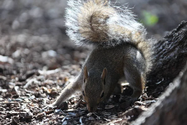 Grauhörnchen Auf Nahrungssuche — Stockfoto