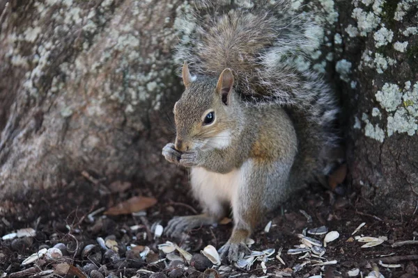 Gray Squirrel Looking Food — Stock Photo, Image