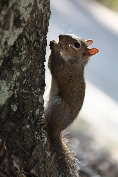 Gray Squirrel Looking Food — Stock Photo, Image