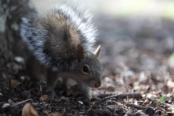 Harmaa Orava Etsii Ruokaa — kuvapankkivalokuva