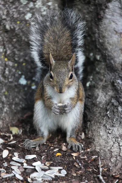 Gray Squirrel Looking Food — Stock Photo, Image