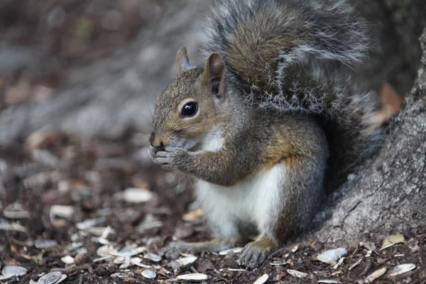 Gray Squirrel Looking Food — Stock Photo, Image