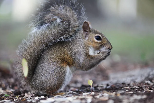 Gray Squirrel Looking Food — Stock Photo, Image